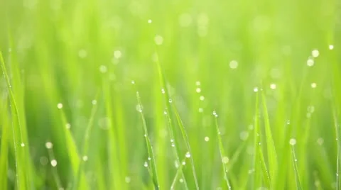 Rice paddy Stock Footage 11409517