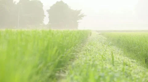 Rice paddy Stock Footage 11409521