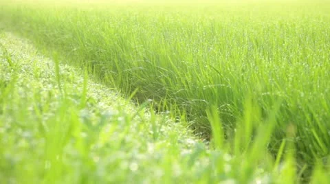 Rice paddy Stock Footage 11409523