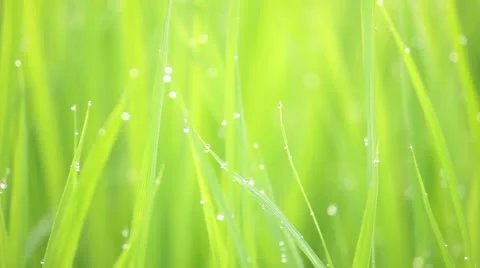 Rice paddy Stock Footage 11409524