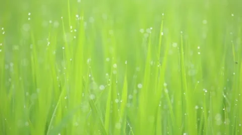 Rice paddy Stock Footage 11409527