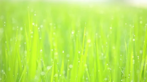 Rice paddy Stock Footage 11409528