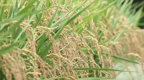 Rice paddy Stock-Footage 11899209