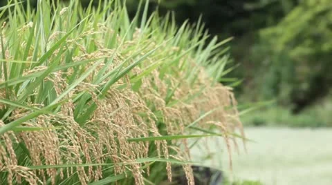 Rice paddy Video stock 11899223