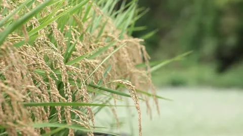 Rice paddy Stock Footage 11899228