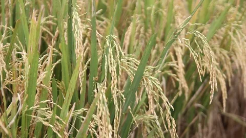 Rice Paddy Stock Footage 107120088