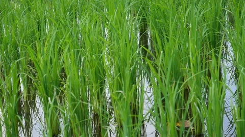 Rice paddy Stock Footage 118609814