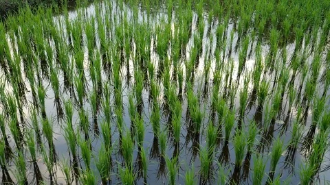 Rice paddy Stock Footage 118610109
