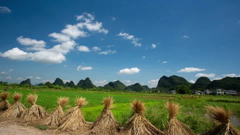 Rice paddy Stock Footage 169979348
