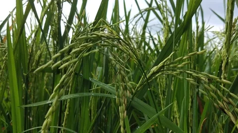 Rice Paddy Stock Footage 198243081