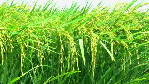 Rice paddy 스톡 동영상 274146624