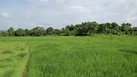 Rice Paddy in Goa, India. Stock Footage 70963578