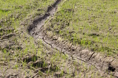 Rice paddy growth Stock Photos