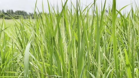 Rice paddy husk Stock Footage 272576853