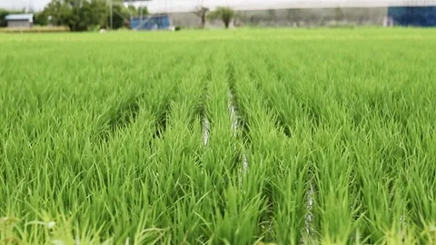 A rice paddy in Japan Stock Footage 245048917