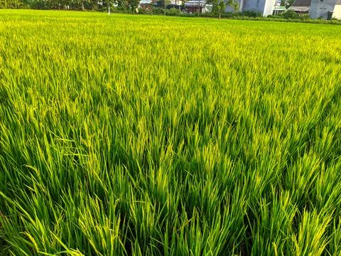 Rice Paddy Landscape Stock Photos