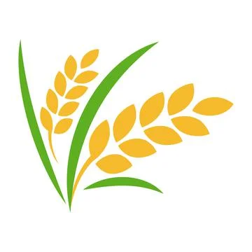 Rice paddy with leaf vector illustration isolated on white background Stock Illustration