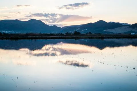 Rice paddy moss 스톡 사진