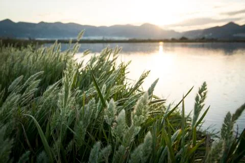 Rice paddy moss 스톡 사진