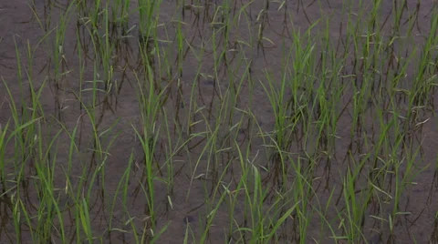 Rice paddy in Ninh Binh Stock Footage 34751313