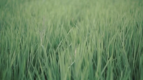 Rice paddy or grass in the smooth wind 스톡 동영상 141889099