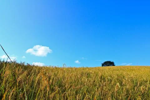 Rice paddy Stock Photos