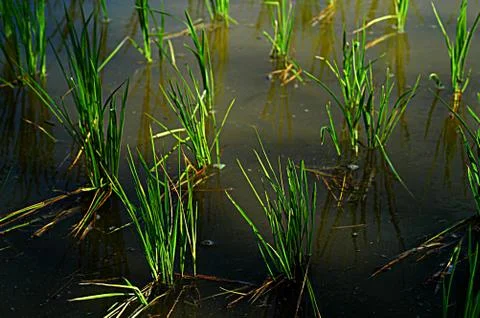 Rice paddy Stock-Fotos