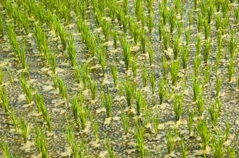 Rice paddy 스톡 사진