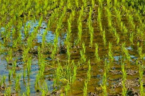 Rice paddy Stock Photos