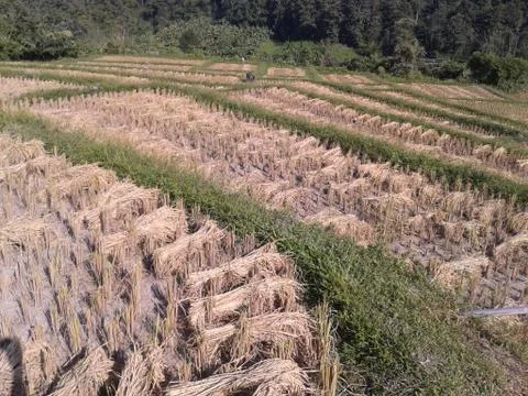 Rice in paddy Stock Photos