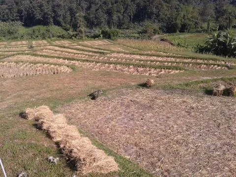 Rice in paddy Stock Photos