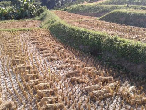 Rice in paddy 库存照片