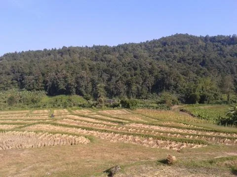 Rice in paddy Stock Photos