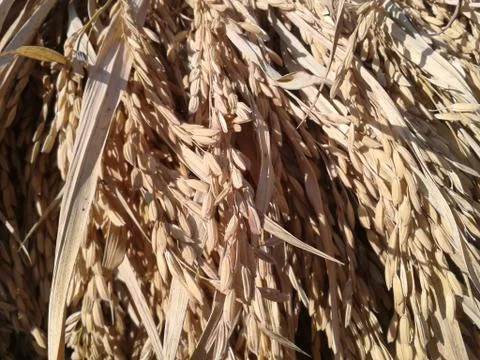 Rice in paddy 库存照片