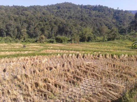 Rice in paddy 库存照片
