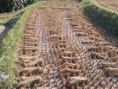 Rice in paddy Stock Photos