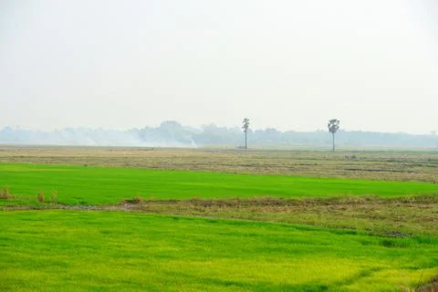 Rice paddy Foto stock