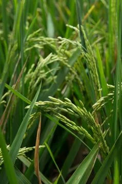 RIce Paddy Foto stock
