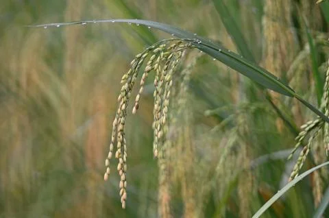 Rice paddy Foto stock