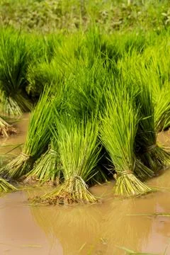 Rice paddy Stock Photos