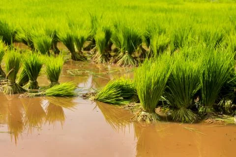 Rice paddy Stock Photos