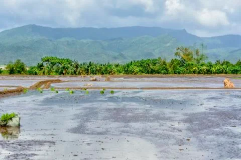 Rice Paddy Stock Photos