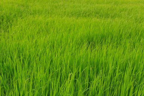 Rice paddy Stock Photos