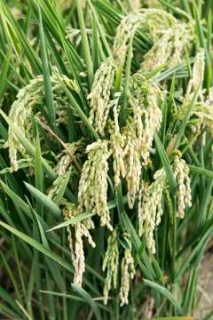 Rice paddy 스톡 사진