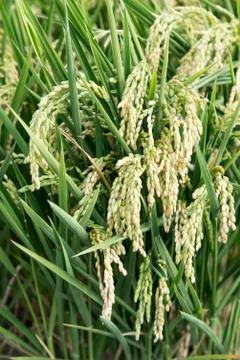 Rice paddy 스톡 사진