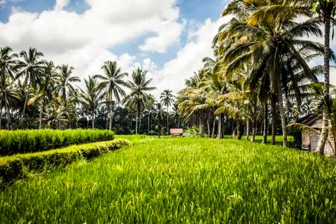 Rice paddy Stock Photos
