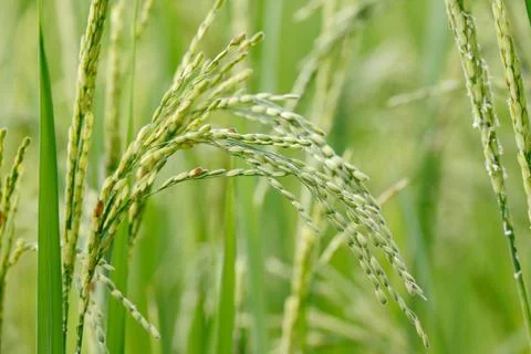 Rice paddy Stock Photos