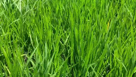 Rice paddy plant Stock Footage 170601032