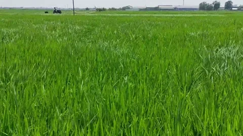 Rice paddy plant Stock Footage 170601043