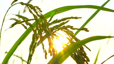Rice paddy plants in field on bright sky background on daytime Stock Footage 152984615